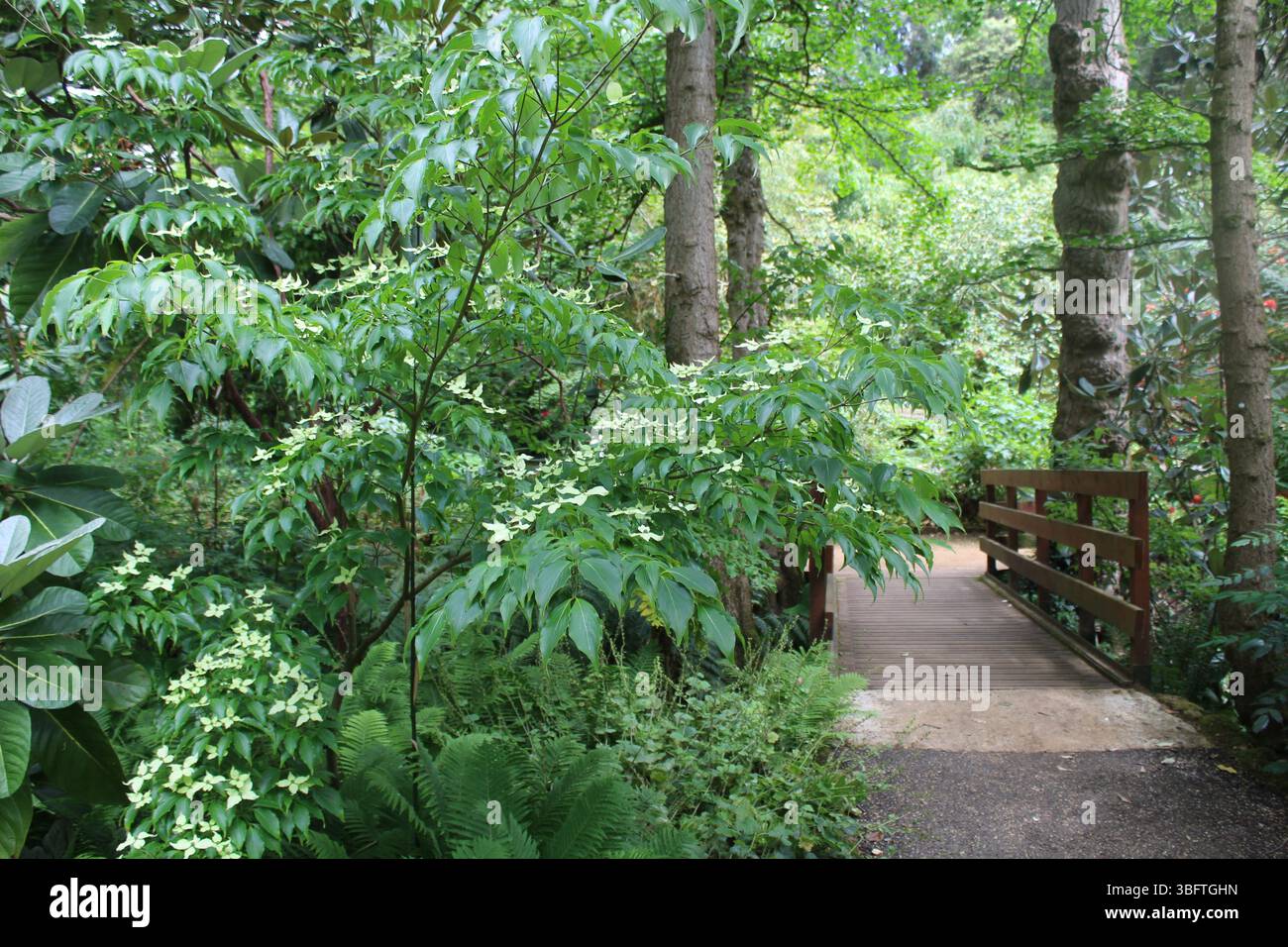 Abbotsbury subtropische Gärten - Cornus kousa Big Apple Stockfoto