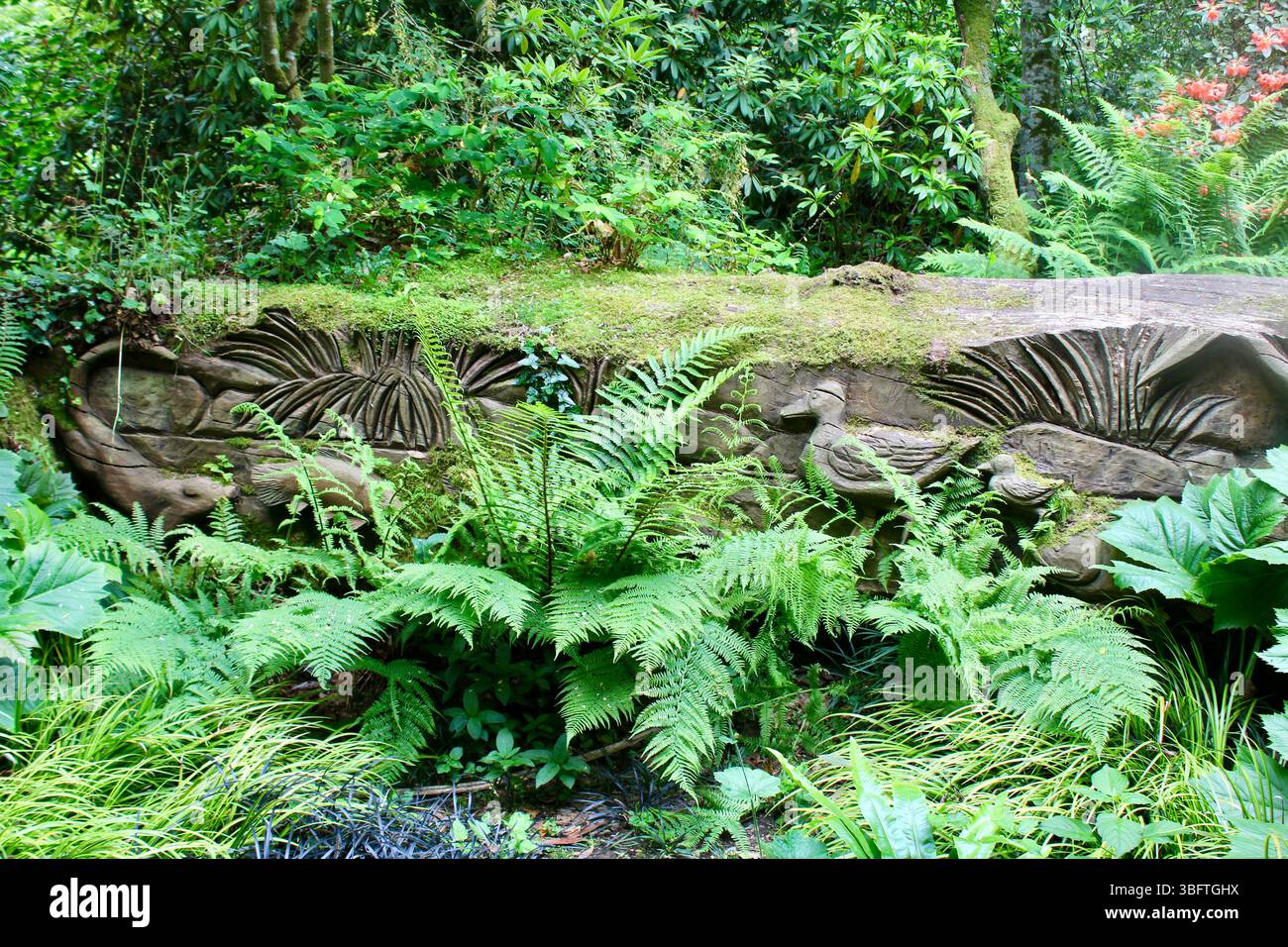 Abbotsbury Subtropische Gärten Stockfoto