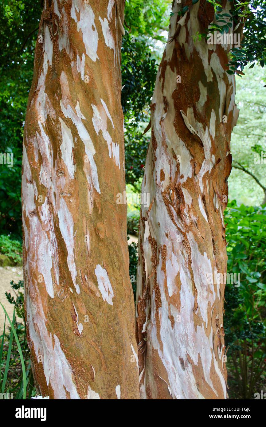 Abbotsbury subtropischer Garten - Luma apiculata - Chilenischer Myrtenbaum Stockfoto