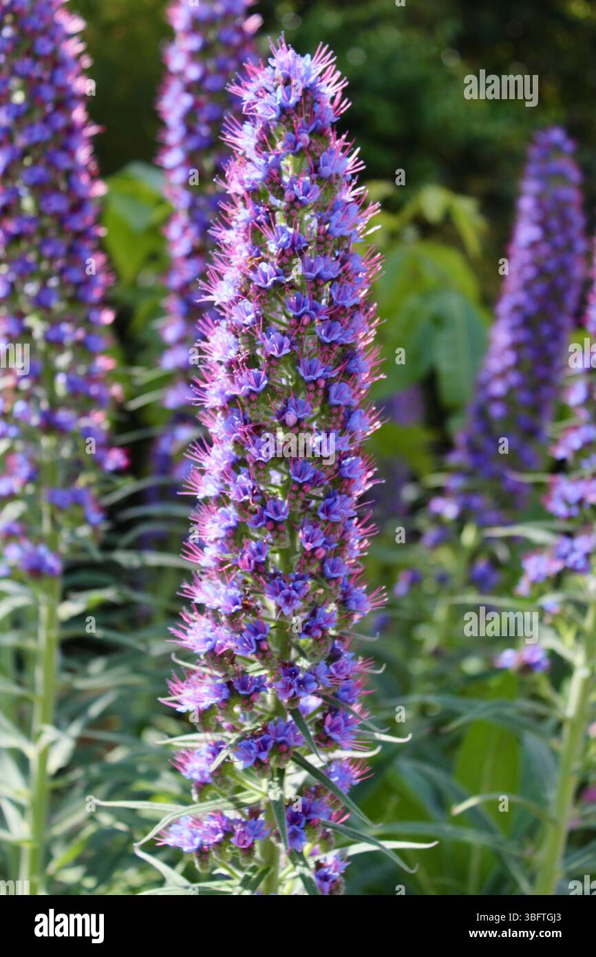 Abbotsbury subtropische Gärten - Echium candicans - Stolz von Madeira Stockfoto