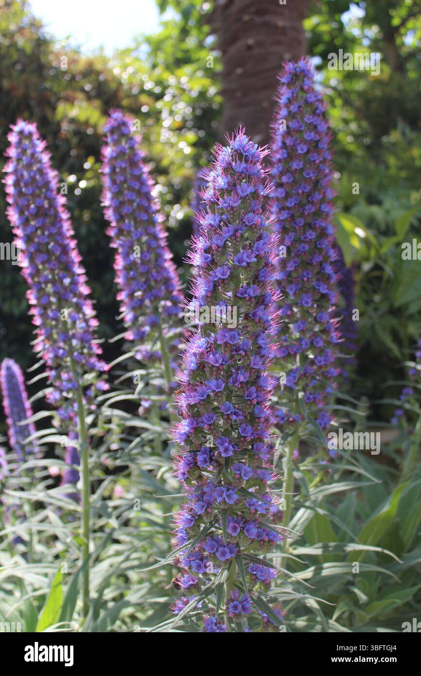 Abbotsbury subtropische Gärten - Echium candicans - Stolz von Madeira Stockfoto