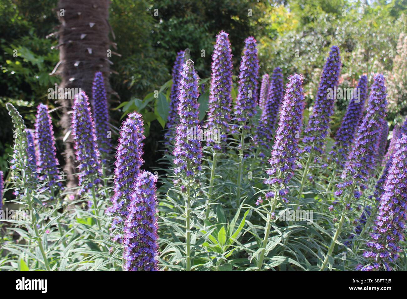 Abbotsbury subtropische Gärten - Echium candicans - Stolz von Madeira Stockfoto