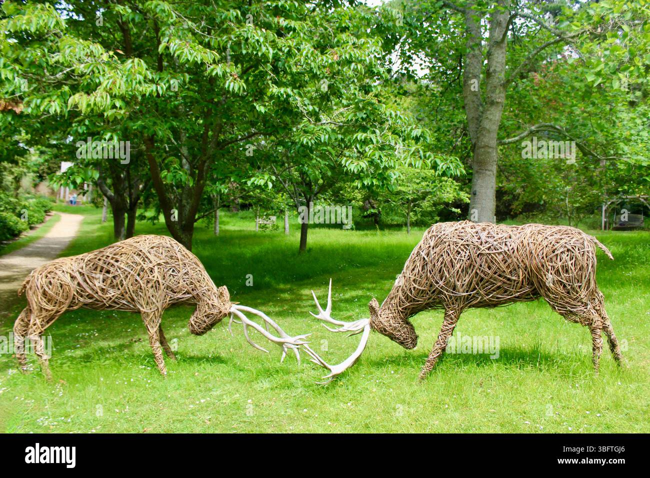 Abbotsbury Subtropische Gärten - Rutting Stags - 2025 Stockfoto