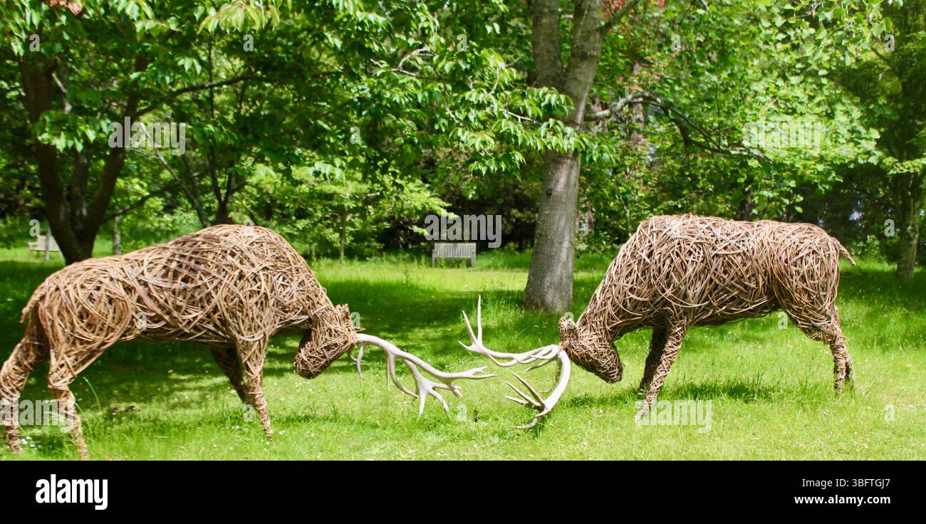 Abbotsbury Subtropische Gärten - Jo Sadler Willow Skulpturen - Rutting Stags - 2025 Stockfoto