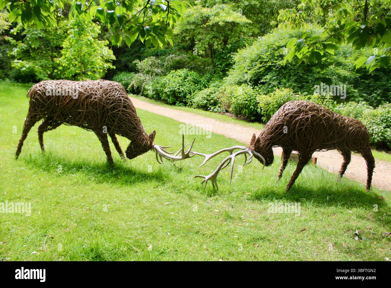 Abbotsbury Subtropische Gärten - Rutting Stags - 2025 Stockfoto