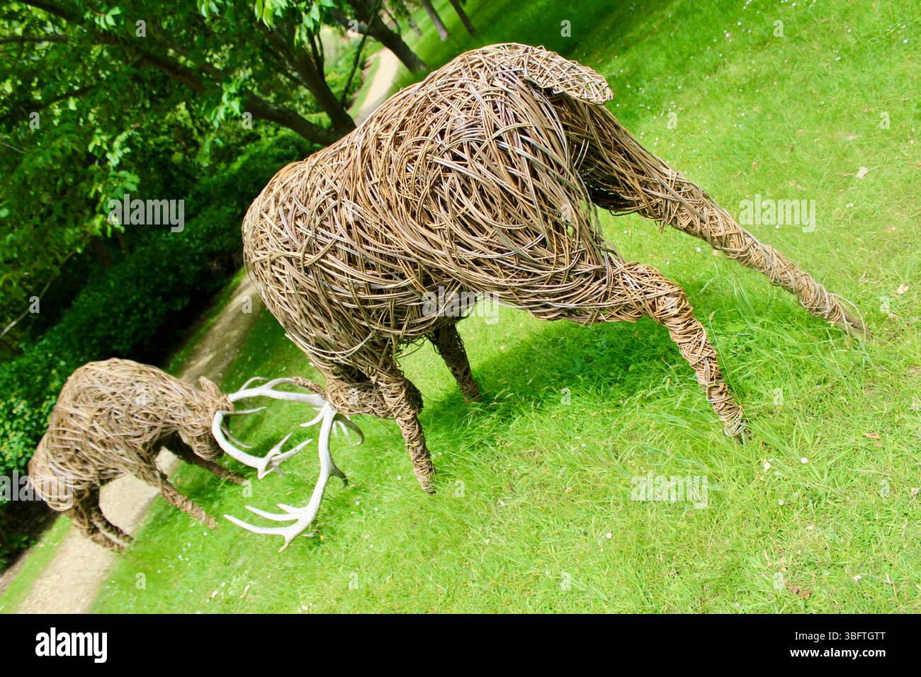 Abbotsbury Subtropische Gärten - Jo Sadler Willow Sculpture - Rutting Stags - 2025 Stockfoto