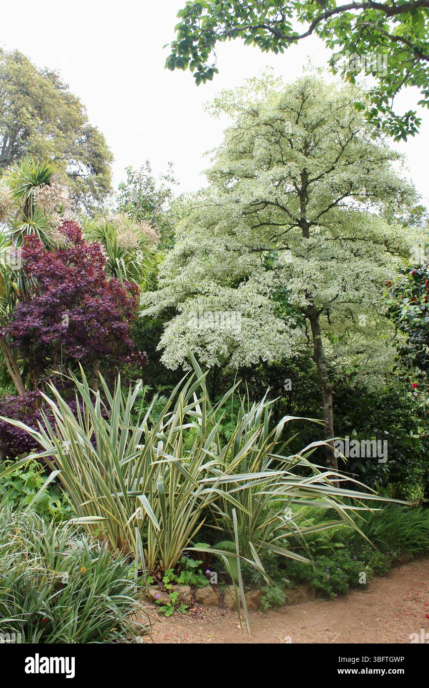 Abbotsbury subtropische Gärten - Cornus controversa variegata, Phormium - 2025 Stockfoto