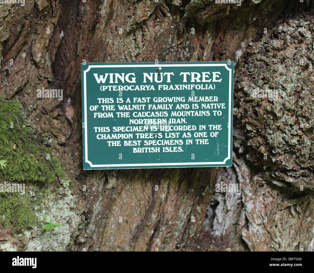 Pterocarya fraxinifolia - Wing Nut Tree - 2025 Stockfoto