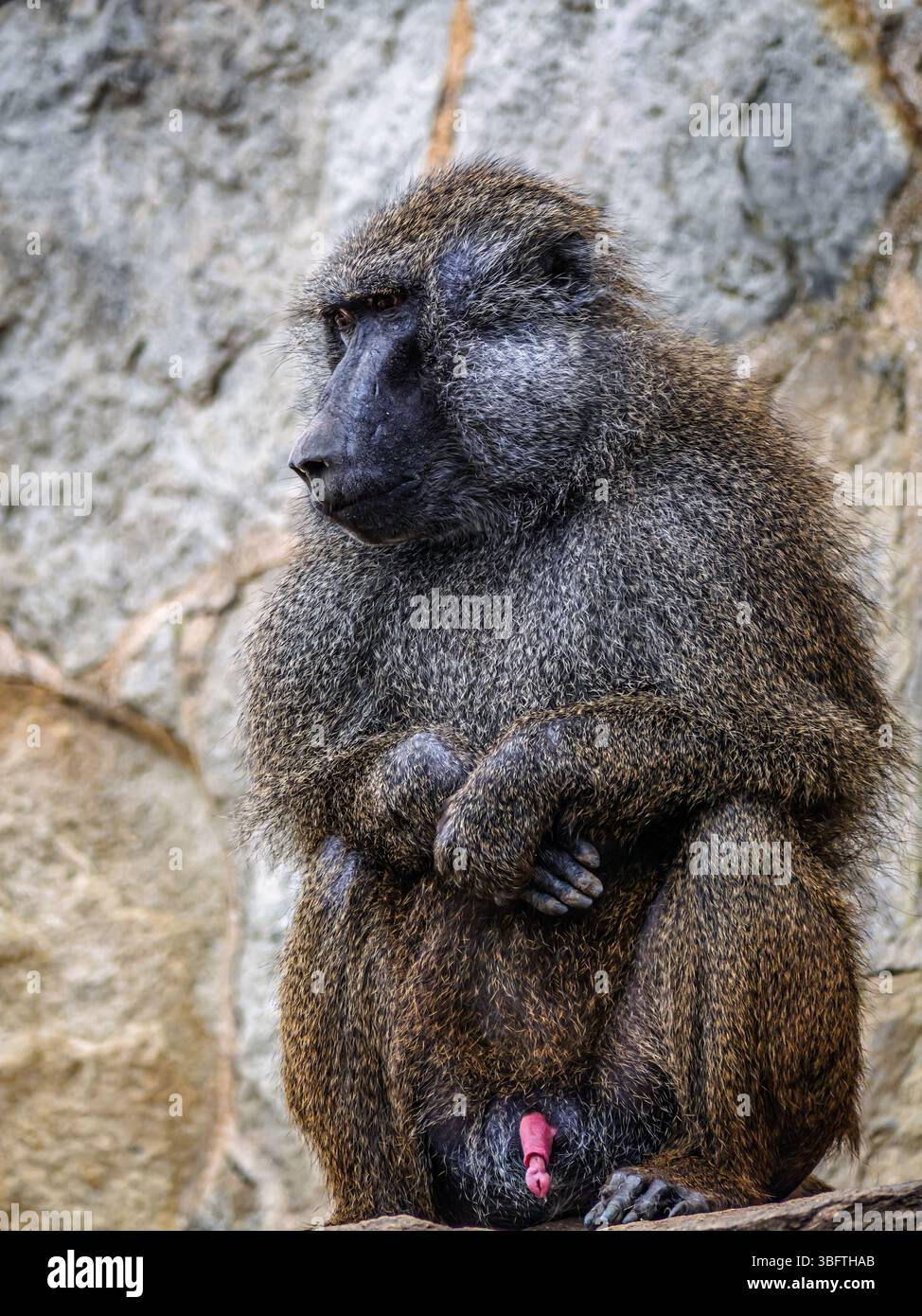 Ein Porträt eines ruhigen Pavians, der vor einer felsigen Oberfläche ruht Stockfoto