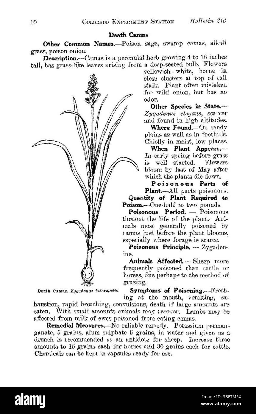 Der Bericht von 1927 über giftige Pflanzen in Colorado hebt eine Reihe von für Mensch und Tier toxischen Arten hervor und liefert wichtige Informationen zur Identifizierung und Sicherheit. Sie bietet Orientierungshilfen zur Erkennung von Pflanzen, die in der Region ein Gesundheitsrisiko darstellen. Stockfoto