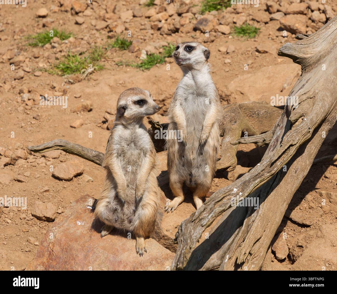 Die Erdmännchen beobachten und bewachen auf der Safari Stockfoto