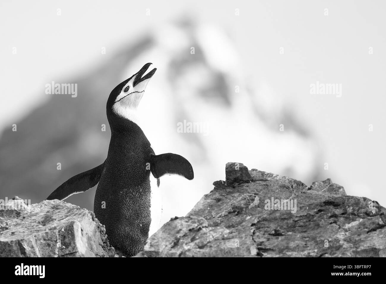 Ein einzelner erwachsener Chinstrap-Pinguin (Pygoscelis AntarcticusIn) in Einer felsenbedeckten Rookery mit Einem schneebedeckten Berg im Hintergrund. Antarktis Stockfoto