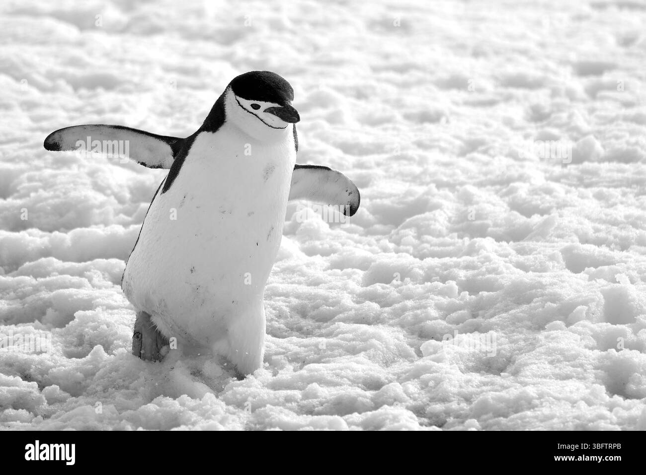 Erwachsener Chinstrap-Pinguin (Pygoscelis antarkticusIn), der von Einer Kolonie hoch über dem Hafen von Orne in der Antarktis aus Einen schneebedeckten Hang zum Meer geht Stockfoto