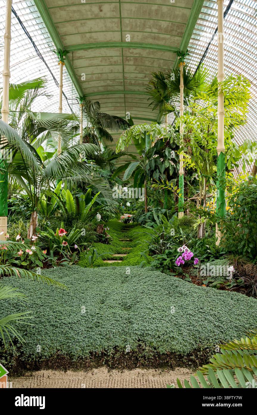 Tropisches Gewächshaus mit tropischen Bäumen und Pflanzen Stockfoto