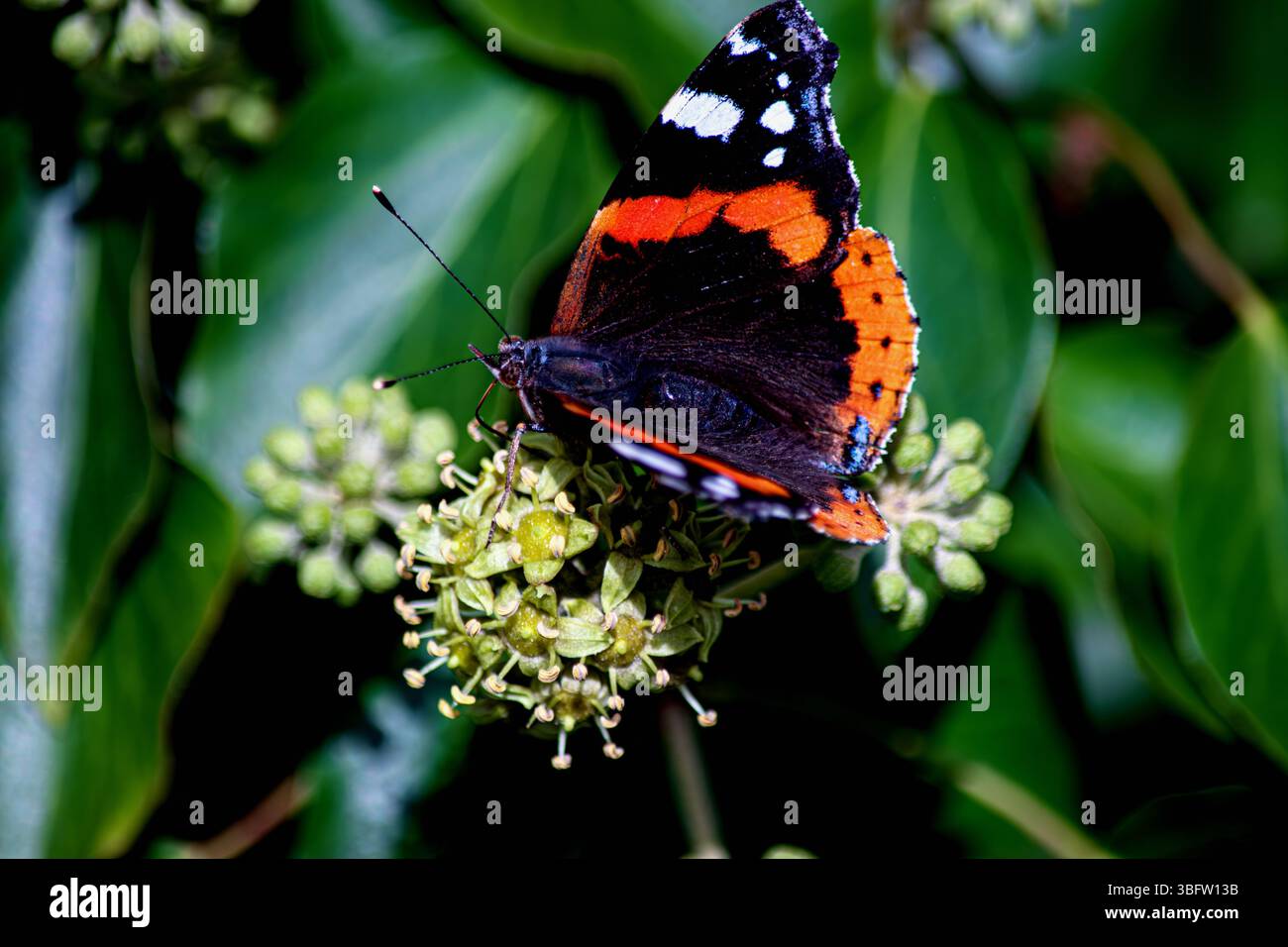Ein auffälliges, auffälliges Bild eines Schmetterlings des Roten Admirals, der auf Pflanzen ruht. Stockfoto