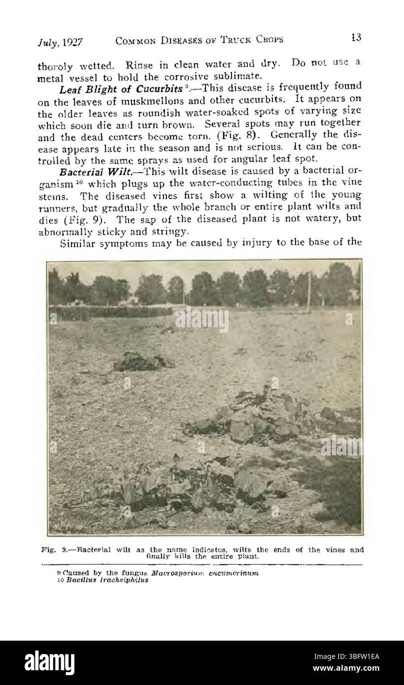 Seite 13 von „häufige Krankheiten von Colorado Truck Crops“ (1927) zeigt die Prävalenz von Pflanzenkrankheiten unter Lkw-Kulturen und bietet detaillierte Beschreibungen häufiger Pilz- und Bakterieninfektionen, die im Sommer 1927 in Colorado anfallen. Stockfoto