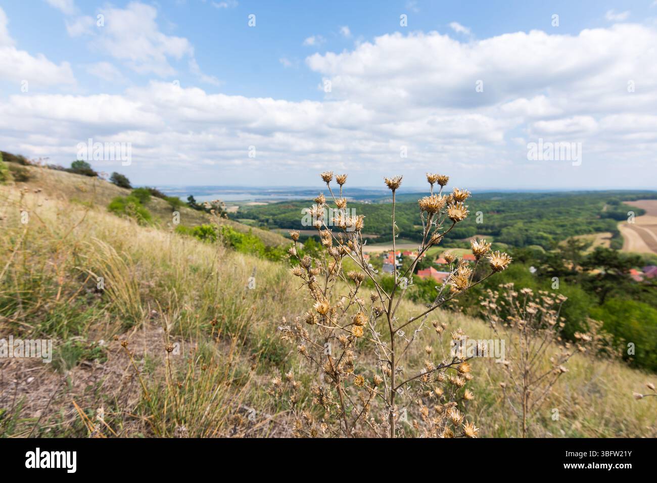 Disteln mit Landschaft in der Nähe von Dorf, Wiese und Wald Stockfoto