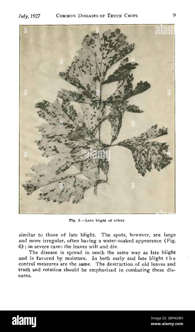 Seite 9 von „Common Diseases of Colorado Truck Crops“ (1927) enthält die neuesten Forschungsergebnisse zu krankheitsresistenten Kultursorten, die in Colorado entwickelt wurden. Stockfoto