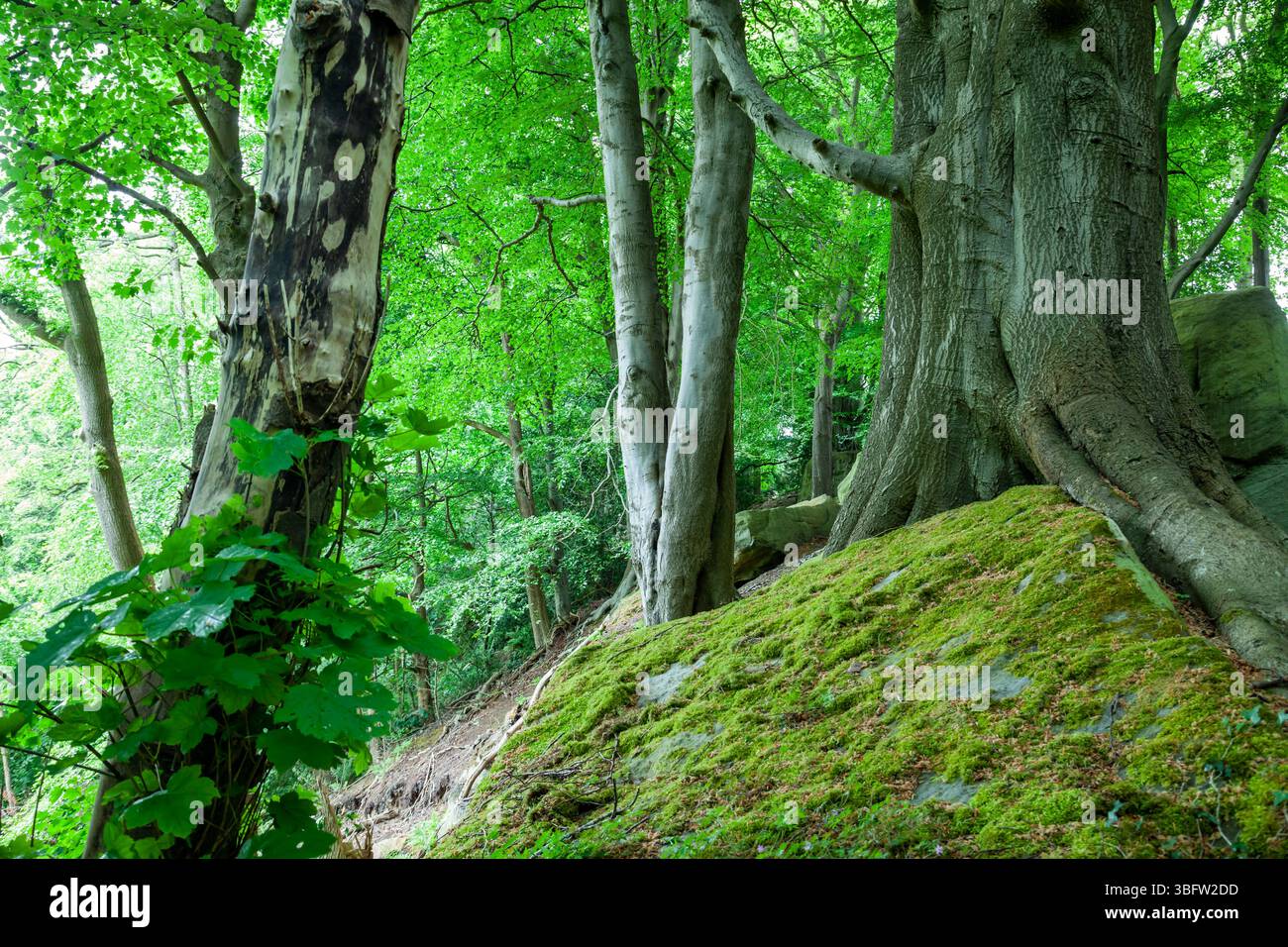 Sneaton Forest, North Yorkshire, England. Stockfoto