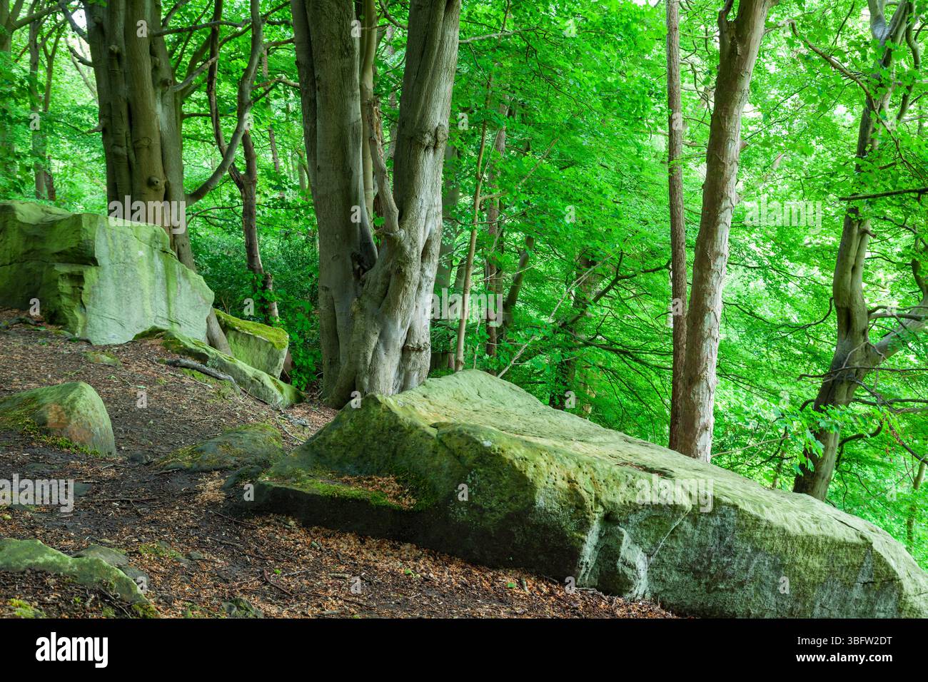 Sneaton Forest, North Yorkshire, England. Stockfoto