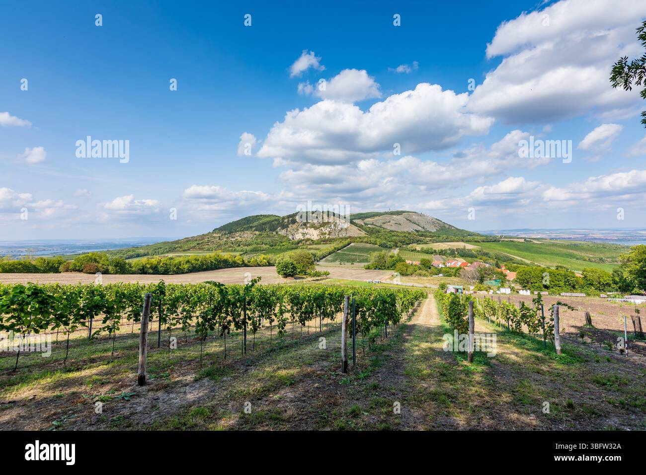 Weinberg in Palava in der tschechischen republik, Nationalpark, Wein und Landwirtschaft, Sommerhimmel mit weißen Wolken. Stockfoto