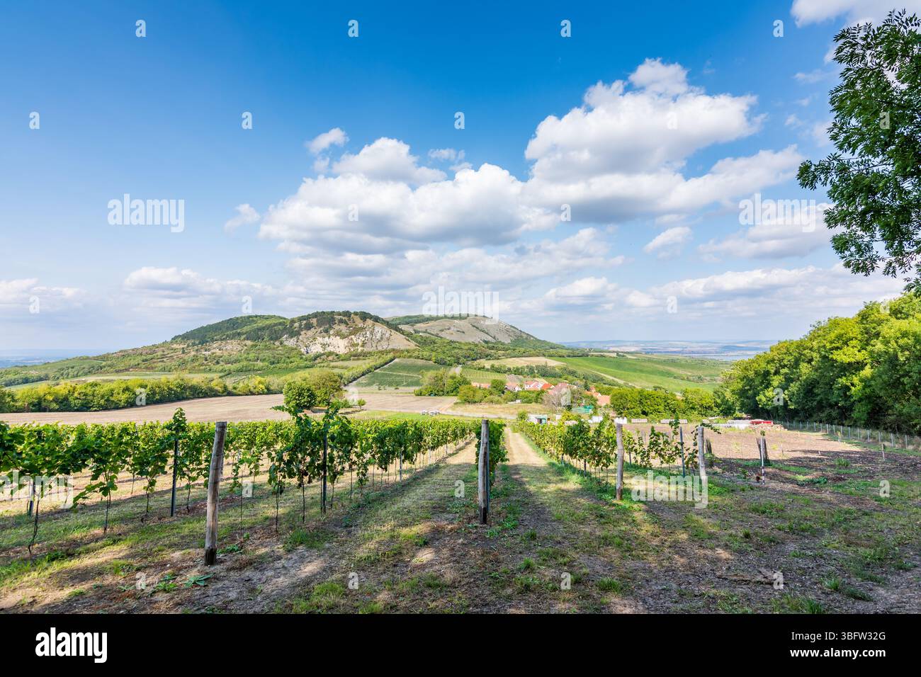 Weinberg in Palava in der tschechischen republik, Nationalpark, Wein und Landwirtschaft, Sommerhimmel mit weißen Wolken. Stockfoto