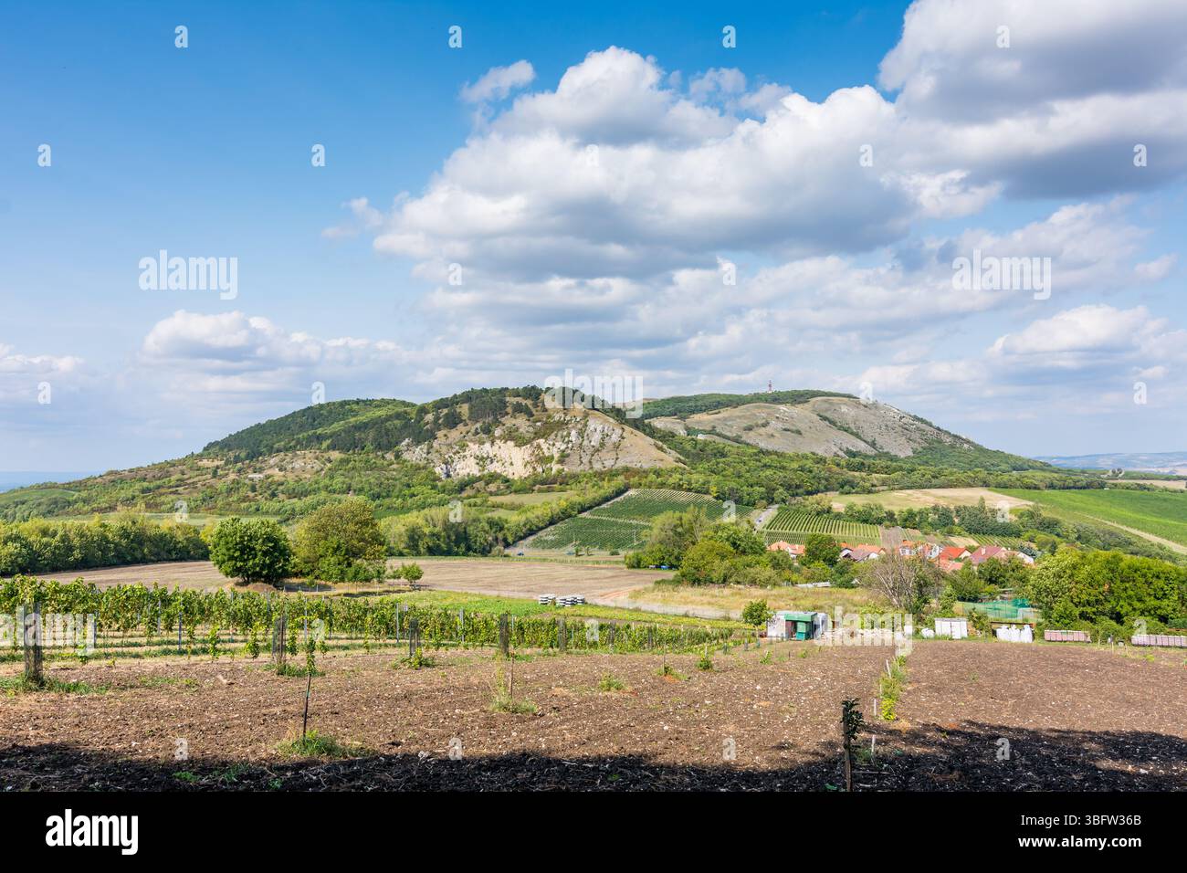 Weinberg in Palava in der tschechischen republik, Nationalpark, Wein und Landwirtschaft, Sommerhimmel mit weißen Wolken. Stockfoto