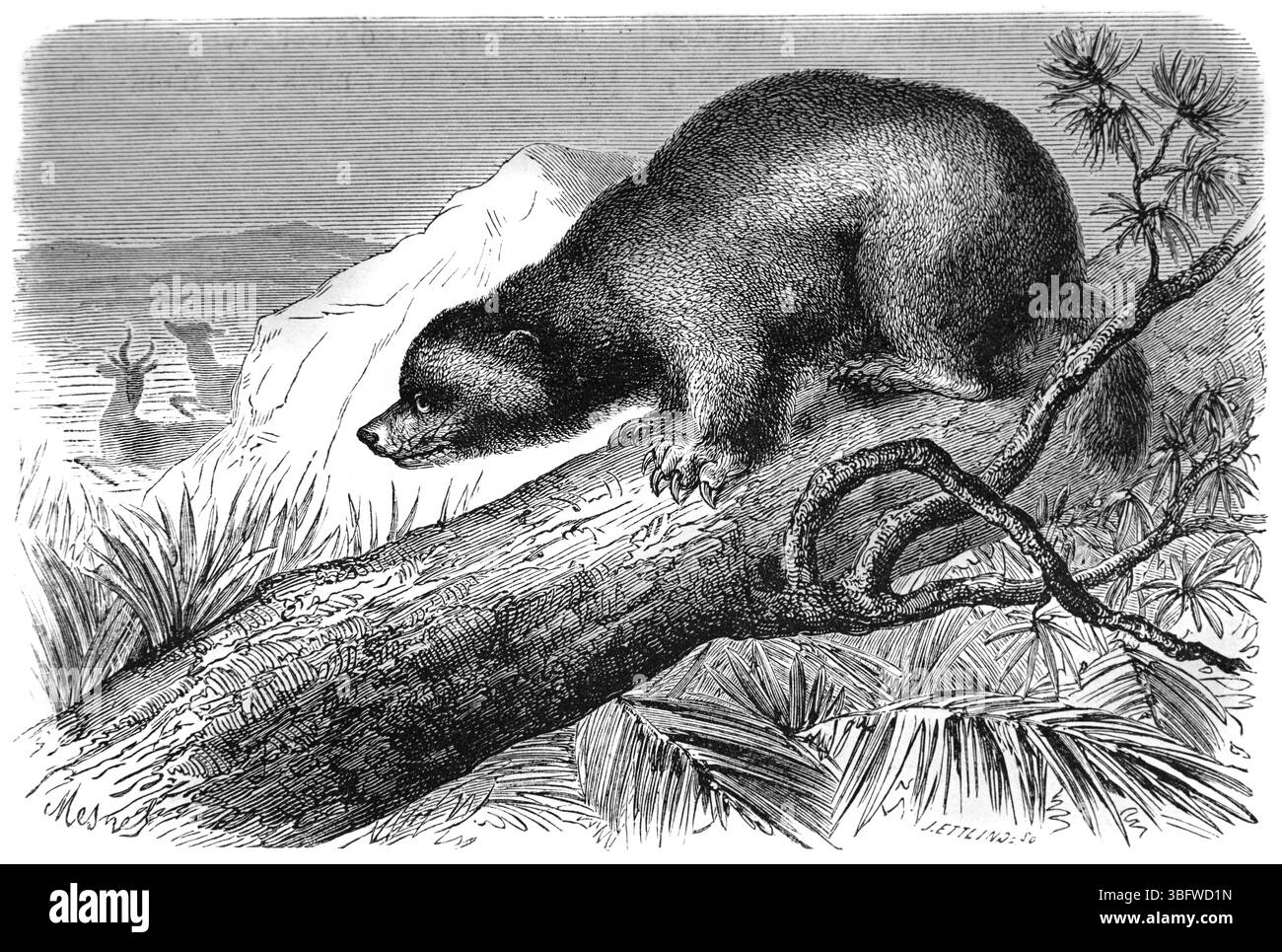 Illustration der Wildtiere von American Wolverine, Gulo gulo luscus, Stalking Beute Vintage oder historische Gravur oder Illustration 1866 Stockfoto