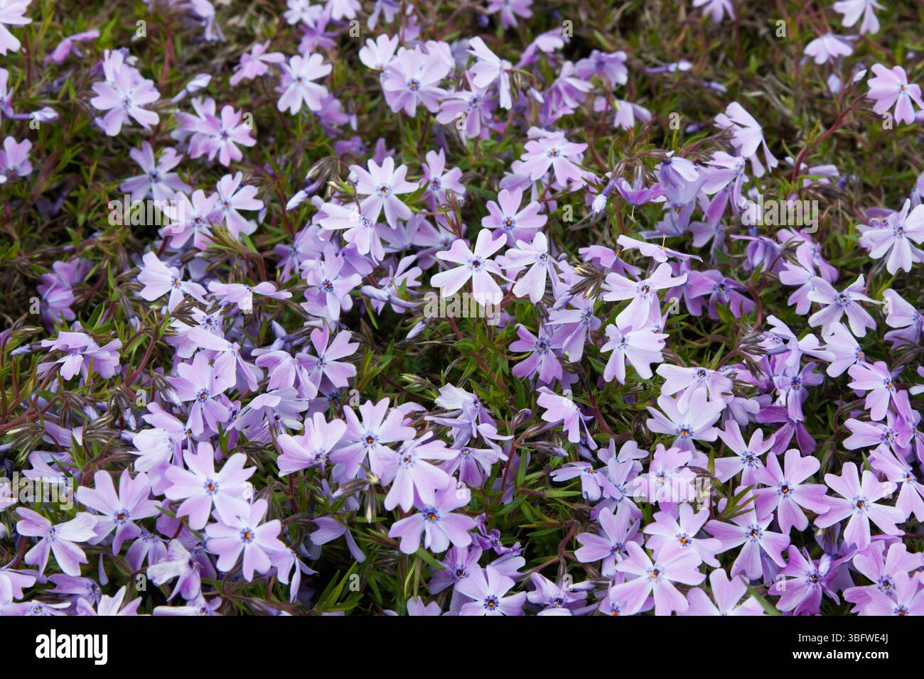 Hellviolette Blüten. Phlox (kriechender Phlox, Moosphlox, Moosrosa oder Bergphlox) blüht Hintergrund. Viele kleine Fliederblüten für den Hintergrund, bis Stockfoto