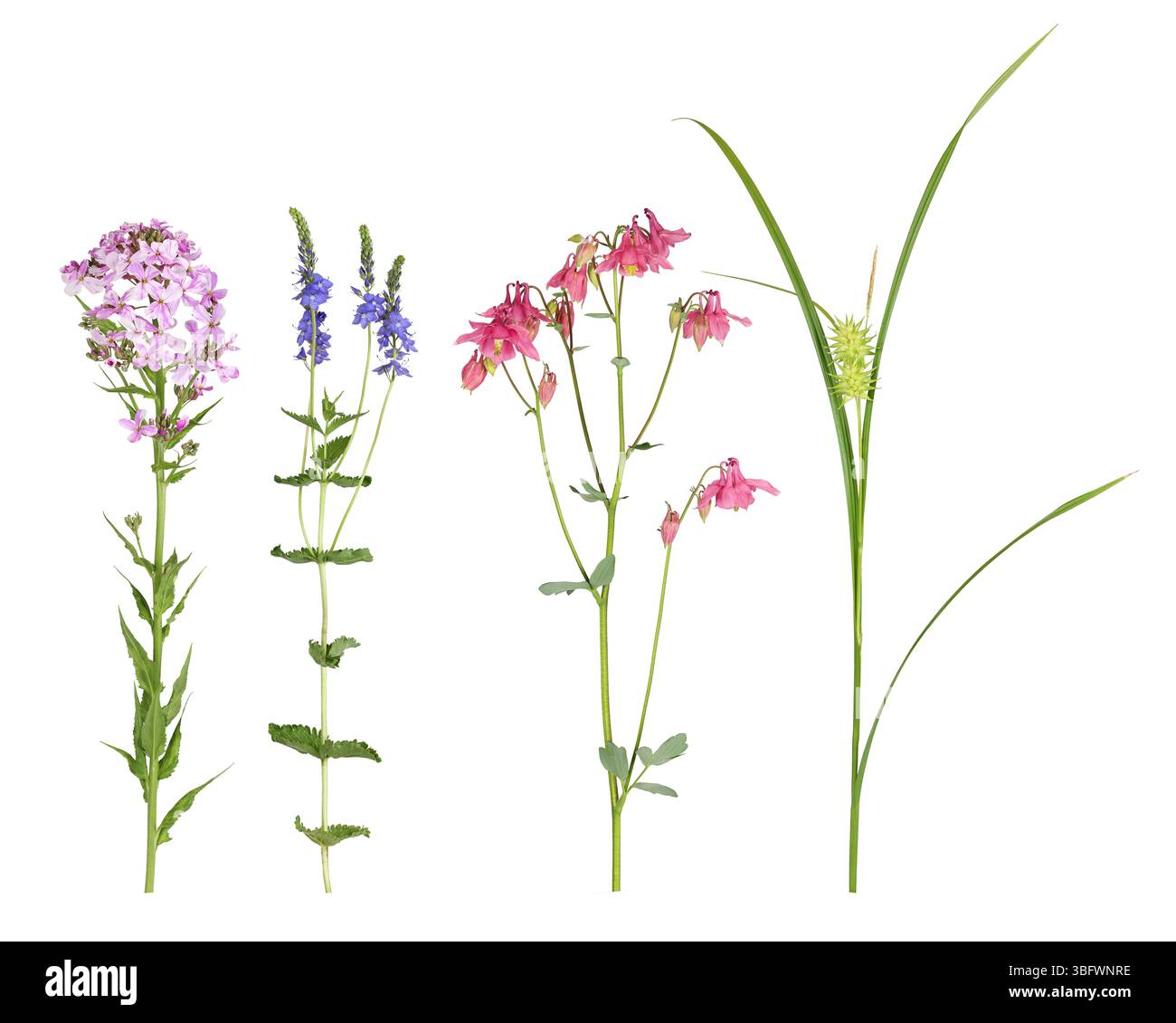 Süße Rakete, speedwell, Aquilegia und Grays Segge Stockfoto