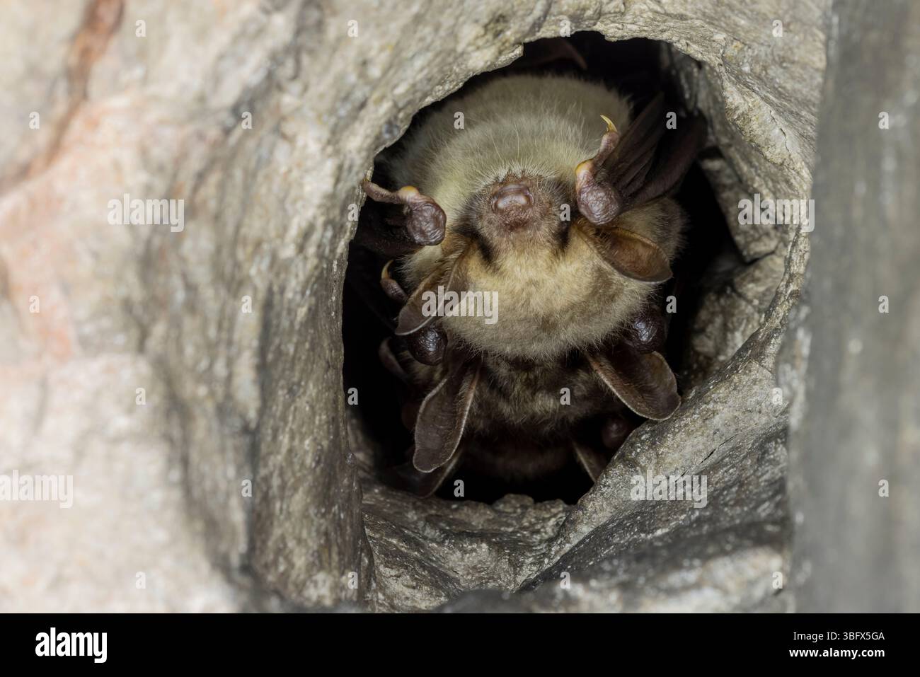 Schließen Sie zwei seltsame Tiere mehr mouse-eared Myotis myotis Fledermäuse kopfüber in das Loch der Höhle und Hibernating hängen. Wildlife Fotografie. Stockfoto