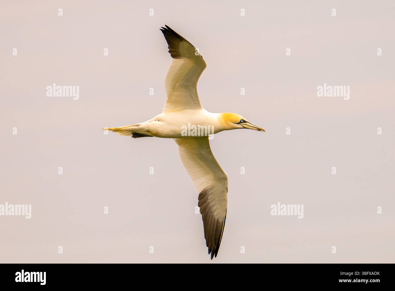 Ein Gannet in vollem Flug mit voll ausgestreckten Flügeln Stockfoto