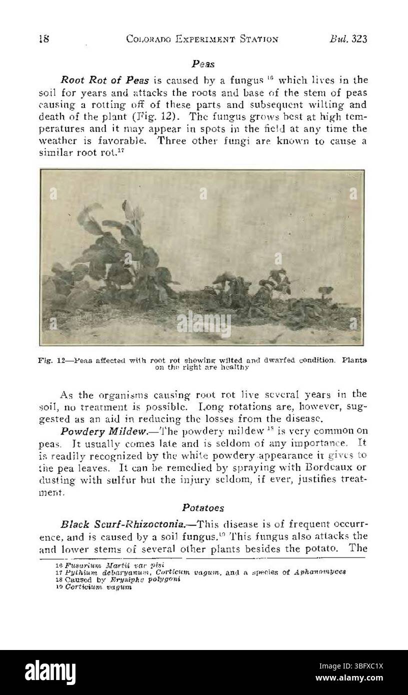Seite 18 von „Common Diseases of Colorado Truck Crops“ (1927) bietet einen Überblick über die Auswirkungen von Krankheiten wie Welke und Fäule auf Colorado Truck Crops. Auf der Seite werden auch die bewährten Praktiken in der Landwirtschaft vorgestellt, um solche Krankheiten zu mildern und die Gesundheit der Pflanzen zu erhalten. Stockfoto