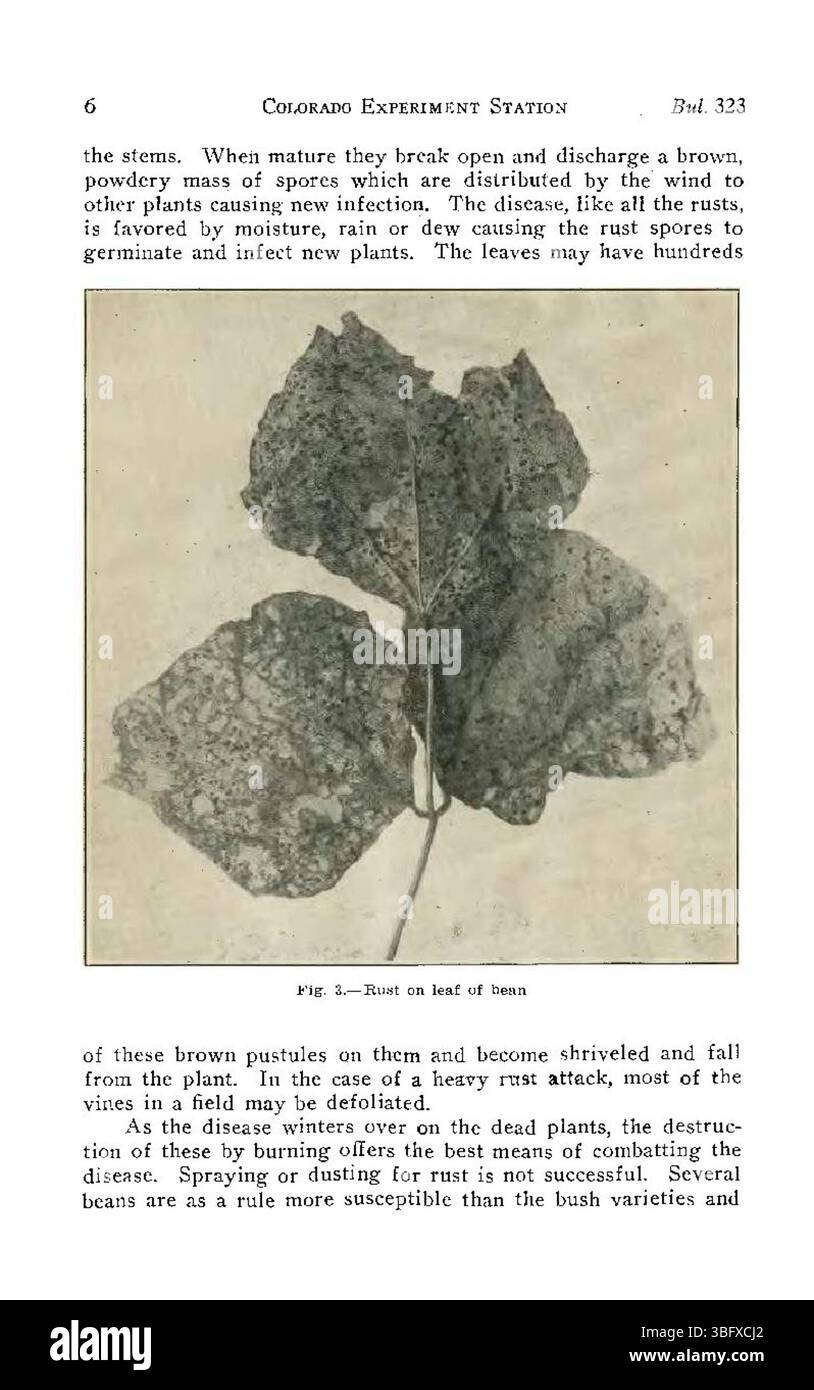 Auf Seite 6 von „Common Diseases of Colorado Truck Crops“ (1927) wird die Rolle von Umweltfaktoren bei der Prävalenz von Krankheiten hervorgehoben und Strategien zum Pflanzenschutz gegen diese Herausforderungen erörtert. Stockfoto