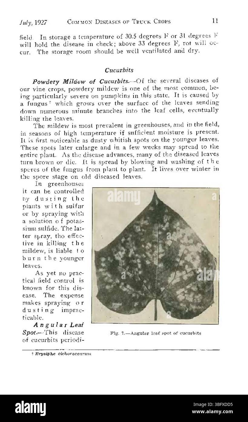 Auf Seite 11 von „Common Diseases of Colorado Truck Crops“ (1927) werden verschiedene Krankheiten diskutiert, die die Landwirtschaft in Colorado betreffen. Es bietet Einblicke in häufige Krankheiten, die während dieses Zeitraums Nutzfahrzeuge beeinflußten, und konzentriert sich auf Symptome, Ursachen und Kontrollmaßnahmen für Landwirte. Stockfoto