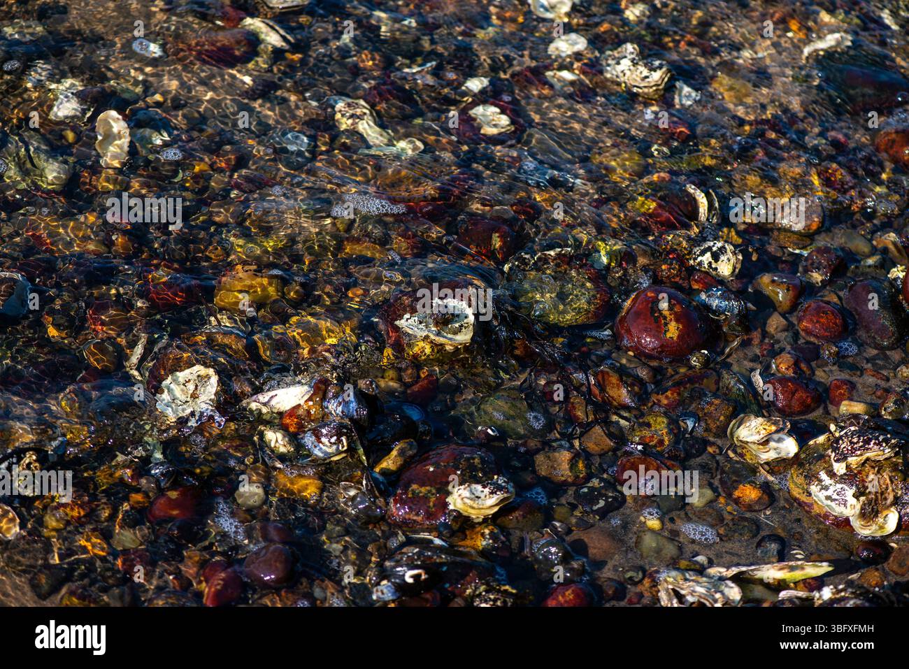 Eine natürliche Meeresszene mit einer großen Masse von Muscheln und Muscheln, die dicht an der Küste zusammengepackt sind und die Biodiversität der Küsten und Intertida zeigen Stockfoto