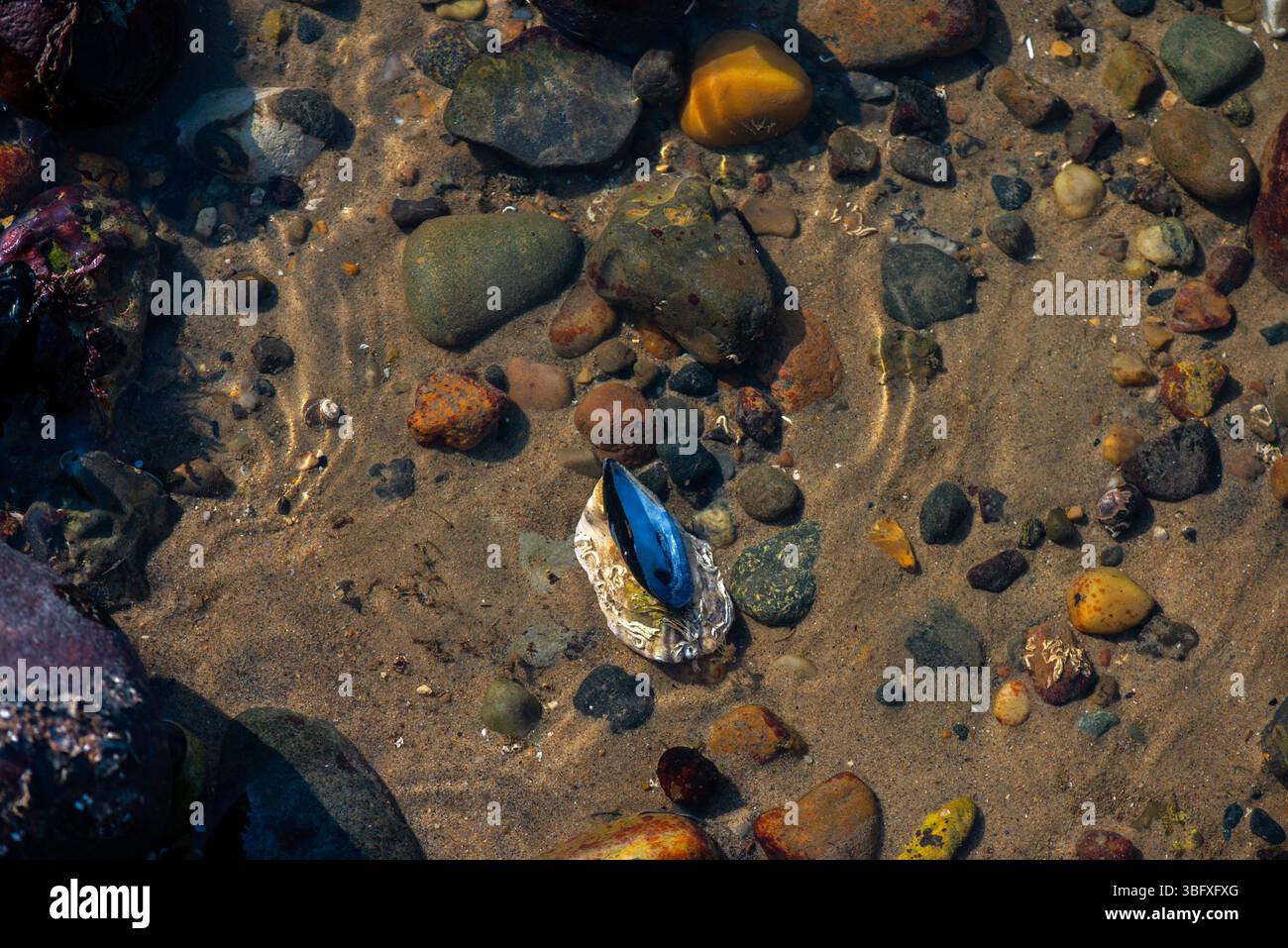 Eine natürliche Meeresszene mit einer großen Masse von Muscheln und Muscheln, die dicht an der Küste zusammengepackt sind und die Biodiversität der Küsten und Intertida zeigen Stockfoto