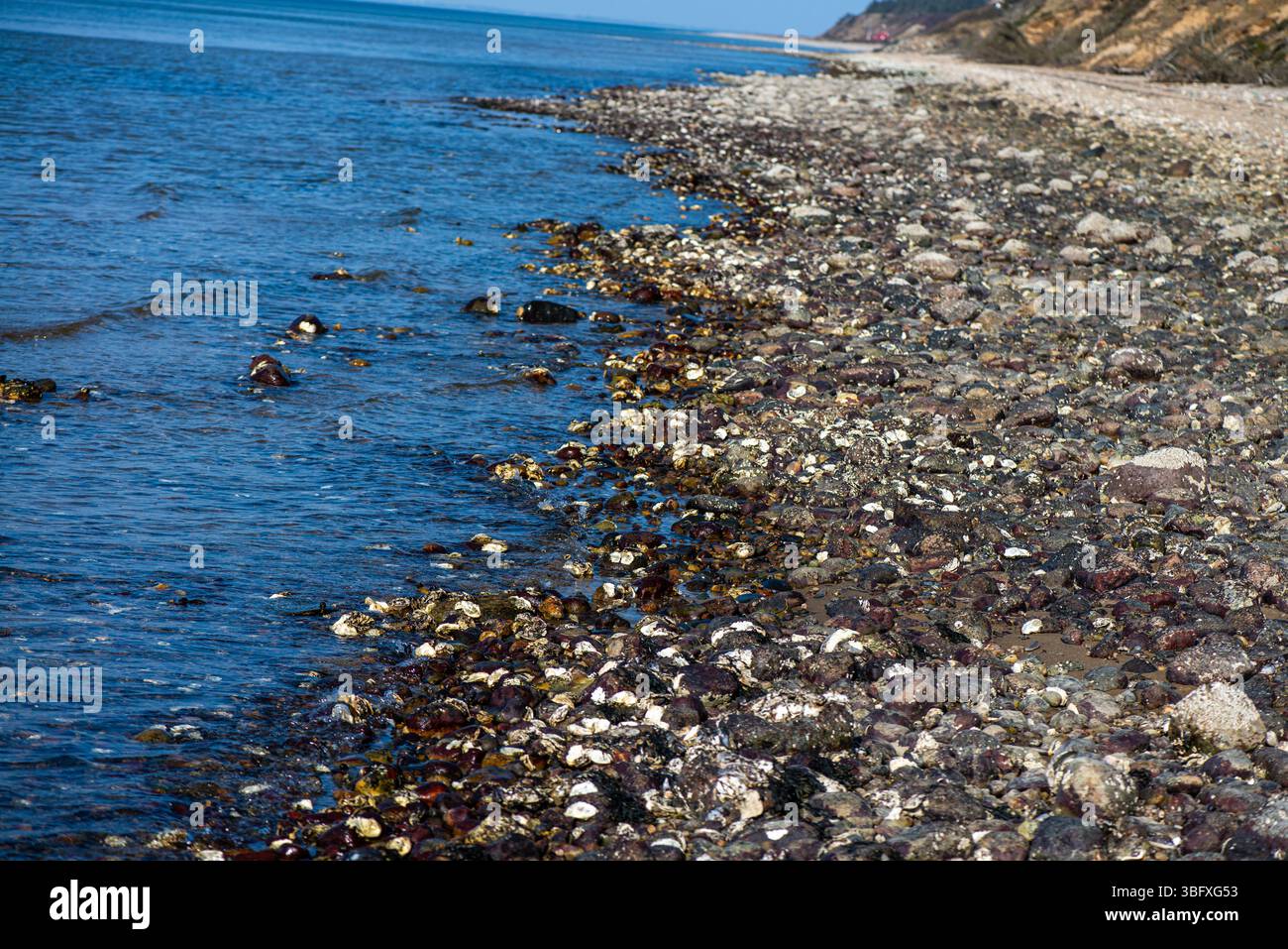 Eine natürliche Meeresszene mit einer großen Masse von Muscheln und Muscheln, die dicht an der Küste zusammengepackt sind und die Biodiversität der Küsten und Intertida zeigen Stockfoto
