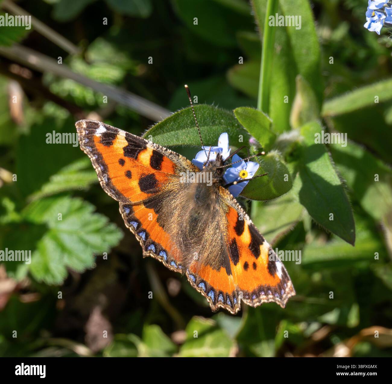 Kleiner Schildpatt-Schmetterling, der nach Blauglocken riecht Stockfoto