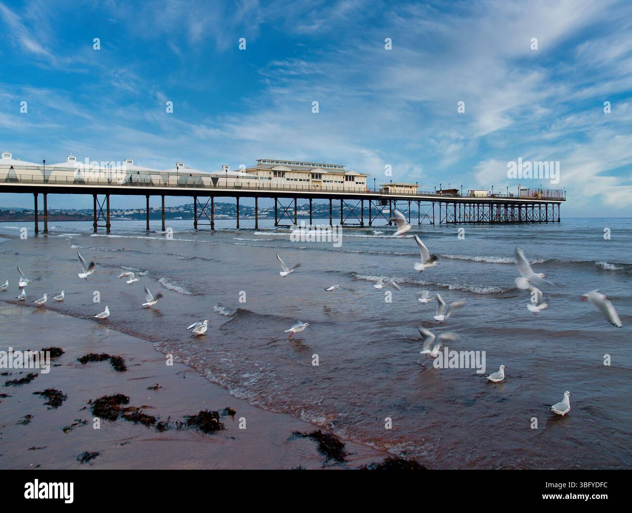 Gestörte Möwen, die vom Strand entlang des Paignton Pier, Torbay, South Devon, Südwestengland zum Flügel fahren. Stockfoto