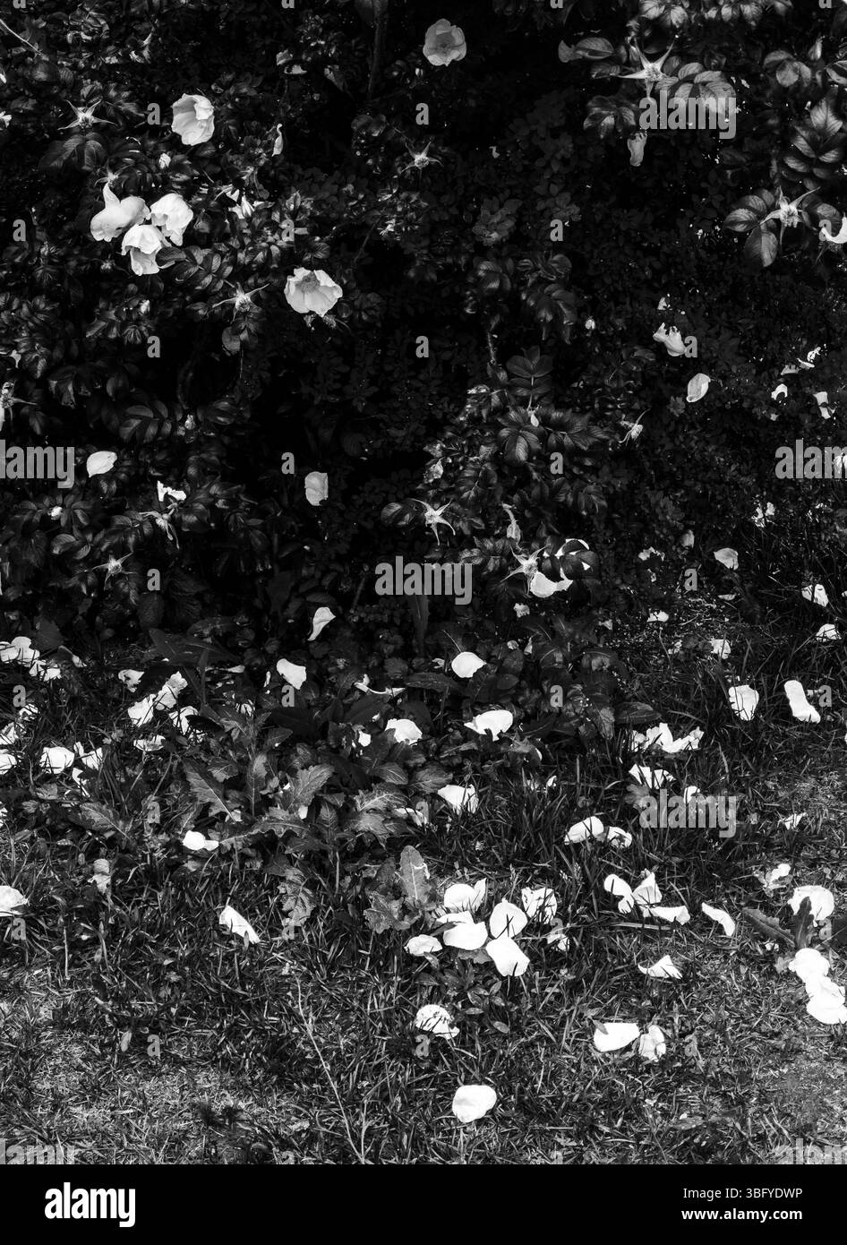Weiße Blütenblätter fallen von einem Rosenstrauch auf das Gras darunter und schaffen eine heitere und melancholische Szene Stockfoto