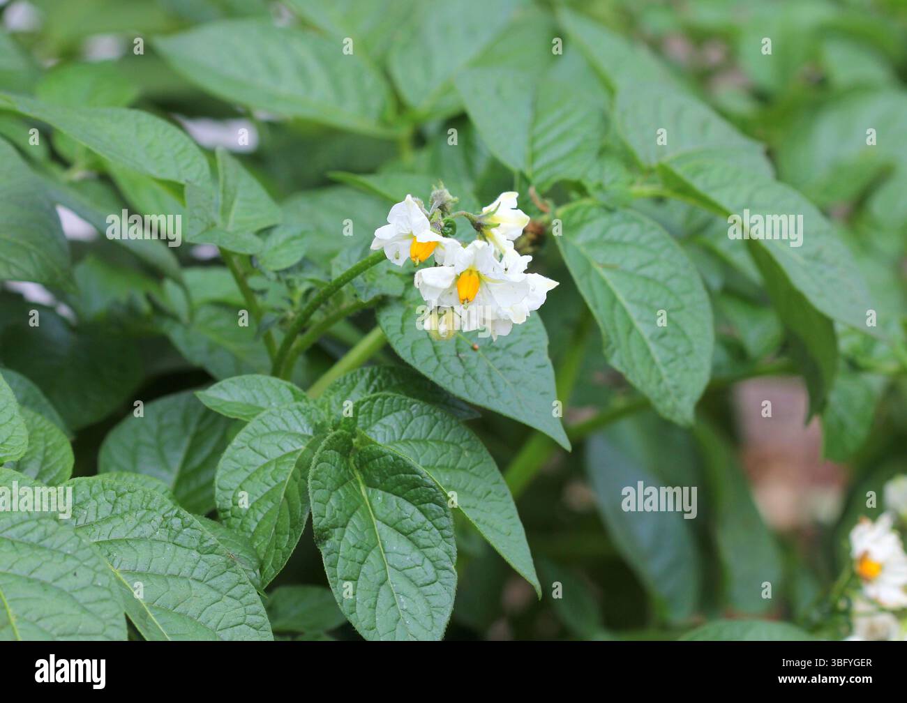 Eine Nahaufnahme der Blüten der ersten frühen Kartoffelpflanze 'vorderst'. Stockfoto