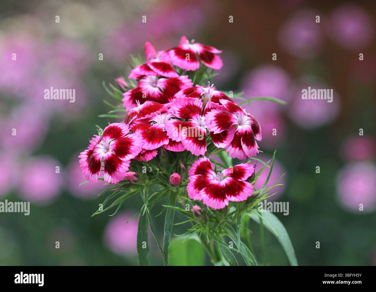 Eine Nahaufnahme der süßen William Blumen (Dianthus barbatus), im Sommer. Stockfoto