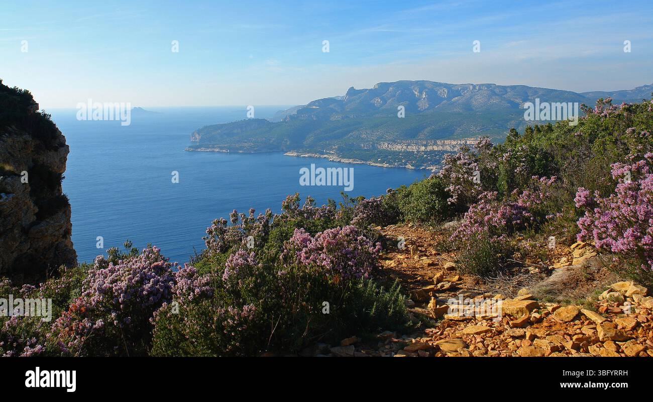 Cassis Hafen von den Graten und blühende Heidekraut im Vordergrund Stockfoto