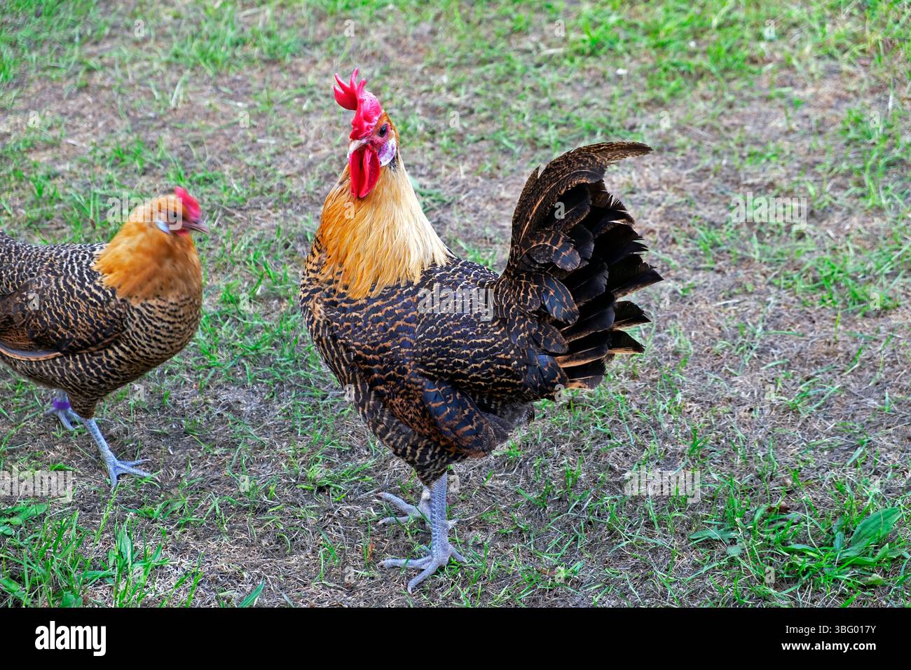 Golden Gold Campine Campines Freilandhaltung belgische Hahn Hahn Hähnchen Hühner Hühner auf Kleinbetrieb in Carmarthenshire Wales Großbritannien KATHY DEWITT Stockfoto