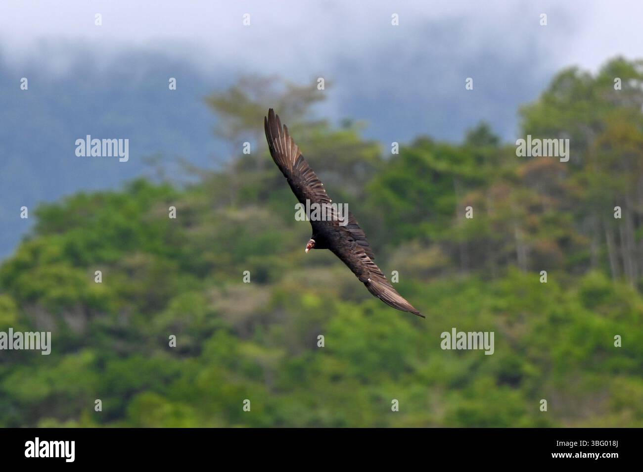 SAN ISIDRO DE EL GENERAL, PROVINZ SAN JOSÉ, COSTA RICA: Der Schwarze Geier (Coragyps atratus) hat eine Flügelspanne von bis zu 1,5 Fuß. Stockfoto