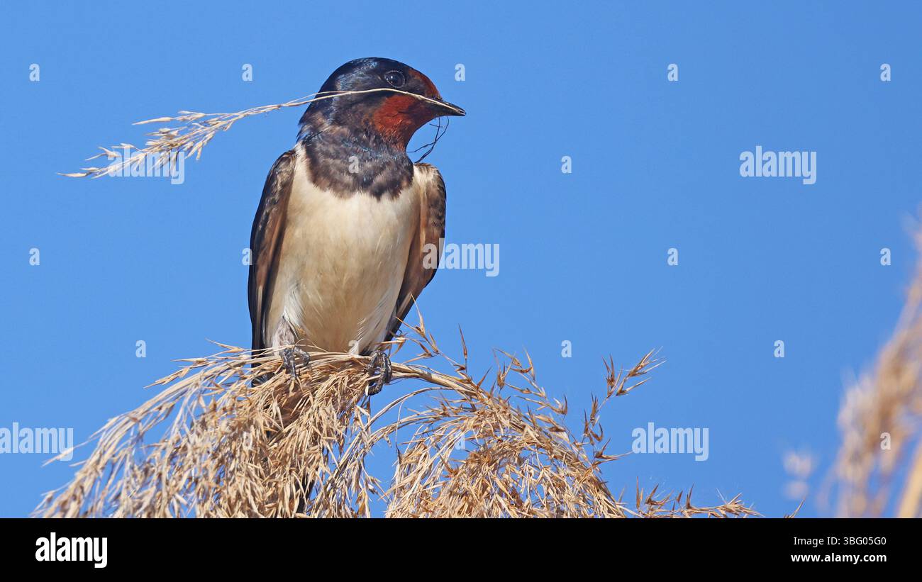 Scheunenschwalbe (Hirundo rustica) mit Nistmaterial Stockfoto