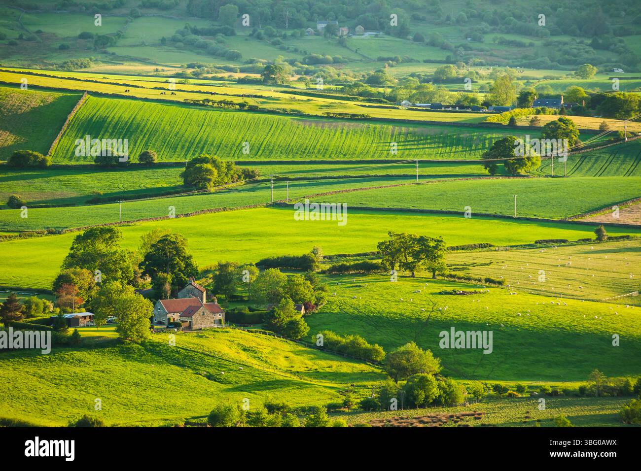 Frühlingsabend auf den North York Moors, North Yorkshire, England. Stockfoto