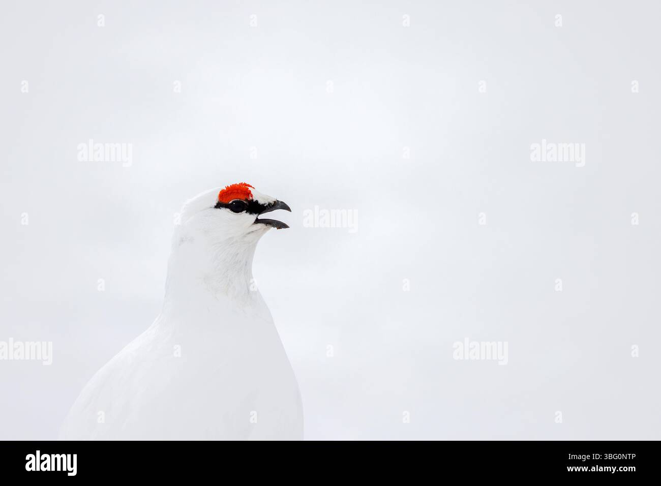 Felsenschneegel (Lagopus muta hyperborea) männlich mit roten Augenbrauen, die weiße Wintertarmiganfarbe auf schneebedeckter Tundra im Frühjahr auf Svalbard zeigen Stockfoto