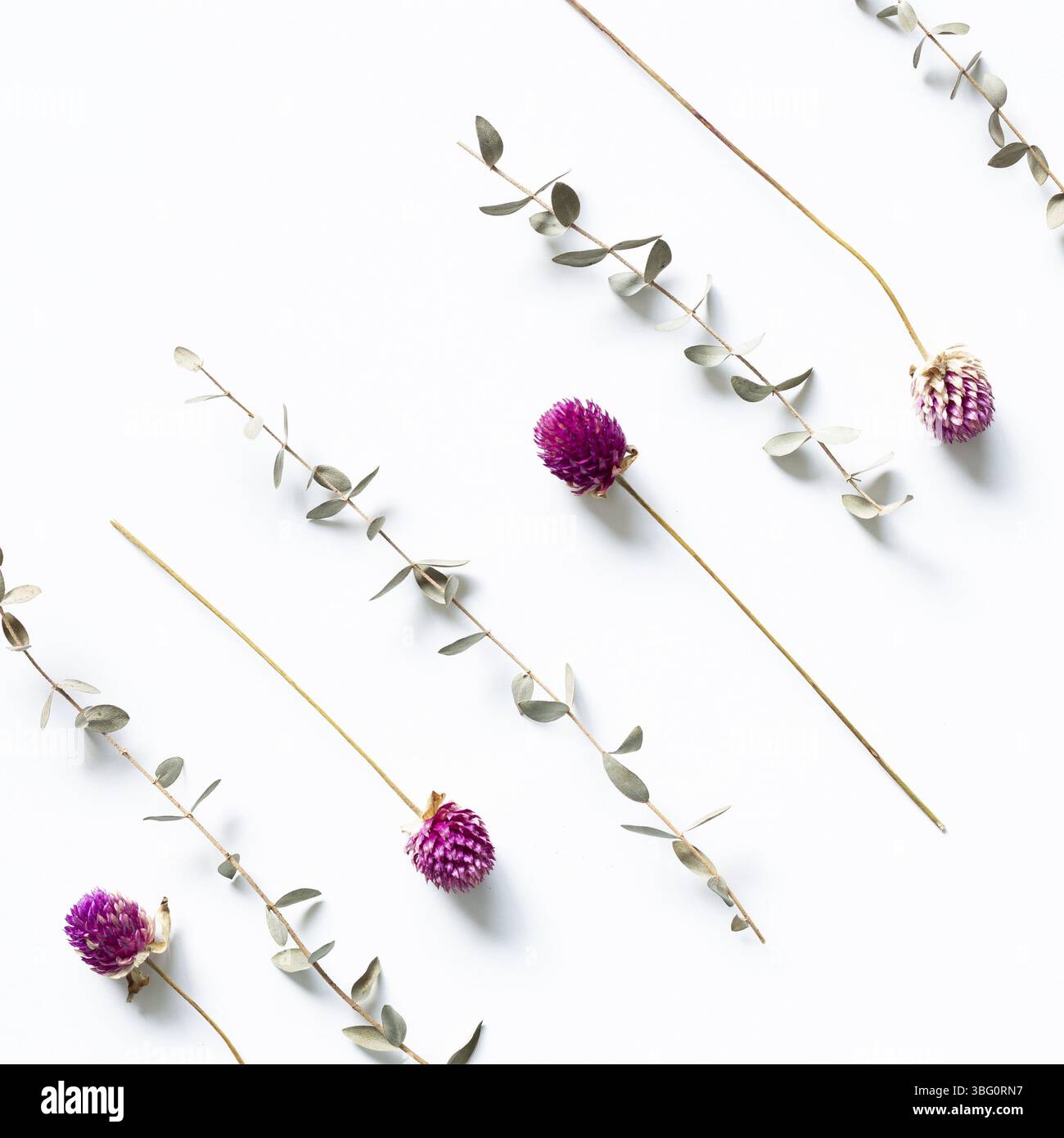 Lila Globus Amaranth trockene Blumen und Eukalyptusblätter auf weißem Hintergrund. Flach legen, Draufsicht, Kopierraum Stockfoto